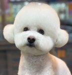 신정 애견 미용