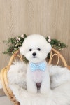 베이글버트그루밍