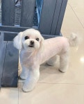 신정 애견 미용