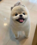 신정 애견 미용