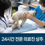 24시 로얄동물메디컬센터 강동