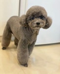 신정 애견 미용