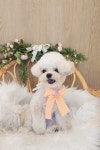 베이글버트그루밍
