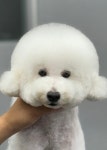 두리그루밍
