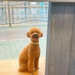 신정 애견 미용