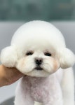 두리그루밍