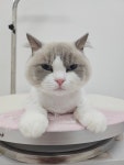 두부두부 캣묭실