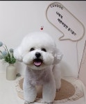 럽독 LUVDOG