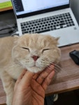 냥스터치 고양이 미용 & 호텔