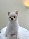 데이즈몽 애견미용샵