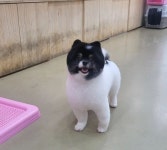 뽀독 시흥정왕점