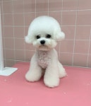빵그루밍