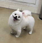 뽀독 시흥정왕점