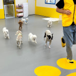 옐레드 애견유치원&애견호텔 대구신월성점