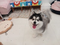 애견호텔고봉이네놀이방