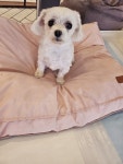 모이따
