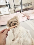 모이따