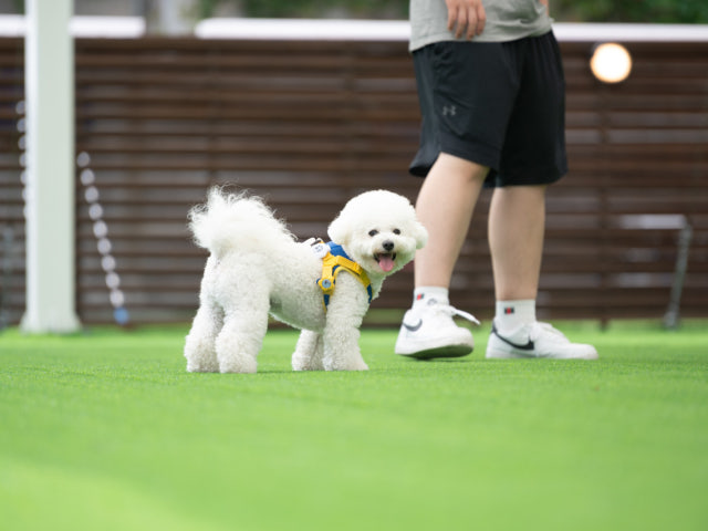 견우재 [펫푸드레스토랑, 반려견 운동장]