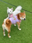 콩콩 강아지 유치원 호텔 놀이방