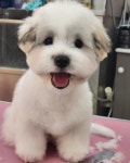 베베드시앙