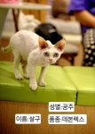 냥이싸롱