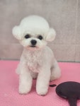 베베드시앙