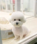 헤이몽 애견미용실 애견호텔