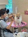 세이프독하우스