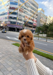 라이프독 시흥점 24시 강아지분양 고양이분양