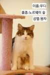 냥이싸롱