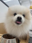 콩콩 강아지 유치원 호텔 놀이방