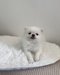 멍멍아또와 애견미용&돌봄