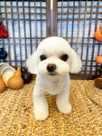 까망코살롱
