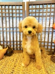 까망코살롱