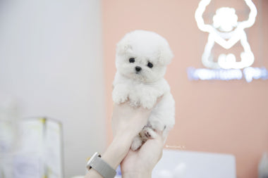광고 이미지