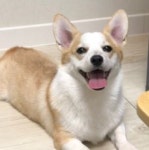 베베멍 강아지분양 고양이분양 시흥본점