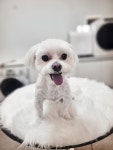 유얼마이독
