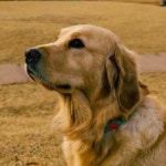 베베멍 강아지분양 고양이분양 시흥본점