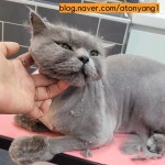 아토냥