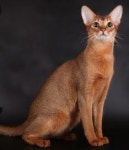 베베멍 강아지분양 고양이분양 시흥본점