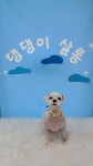 댕댕이살롱