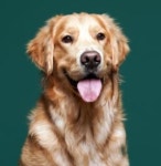 베베멍 강아지분양 고양이분양 시흥본점