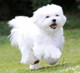 베베멍 강아지분양 고양이분양 시흥본점