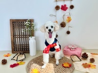 멍문대 애견유치원&애견호텔