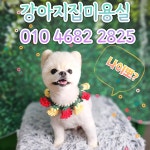 강아지집미용실