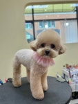 단추펫살롱