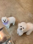 단추펫살롱