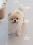 멍멍아산책가자