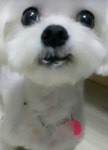 몽몽이
