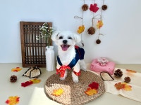 멍문대 애견유치원&애견호텔